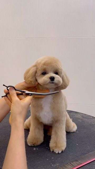 Toelettatura Maltipoo